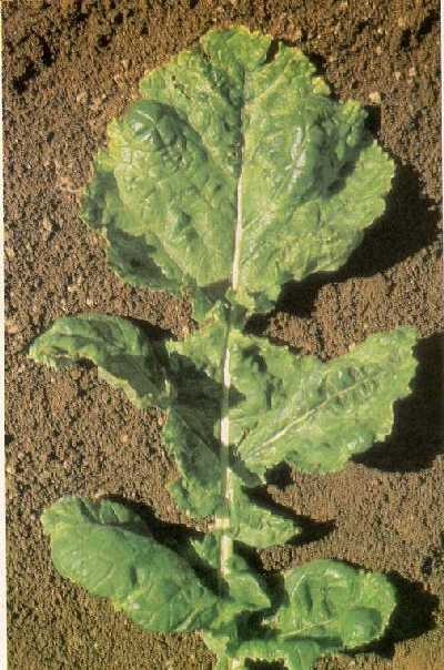Close-up of a leaf from a rutabaga infected with turnip mosaic virus. Note the mosaic pattern of green areas surrounded by yellow and the puckering of the leaf.