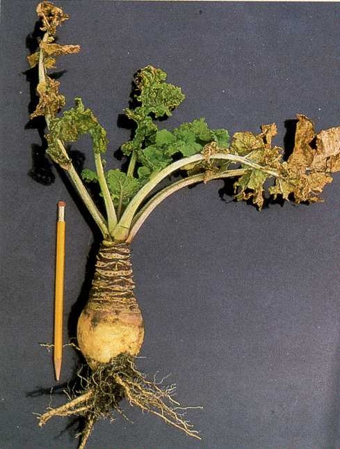 Small misshapen (grose-necked) root of a 14 week old rutabaga plant infected in early July.