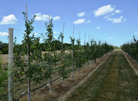 Honeycrisp rootstock planting in their third leaf.