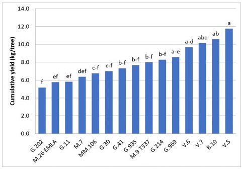 Cumulative yield of 'Honeycrisp' on various rootstocks in their 4th leaf (2017). University of Guelph, Simcoe.