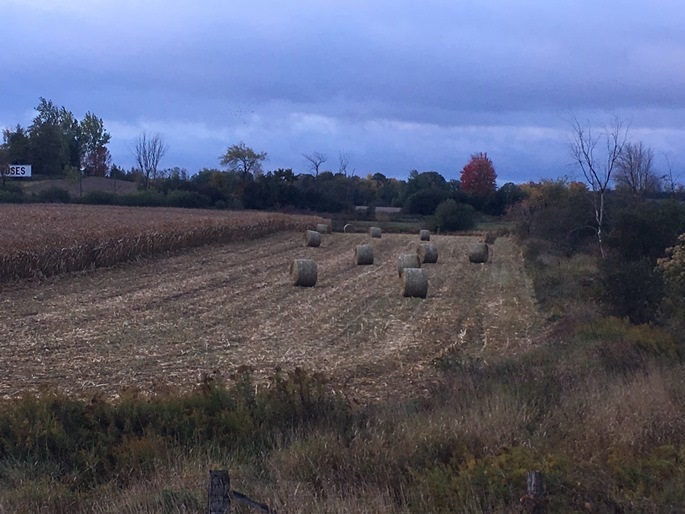Bales of corn stalks.