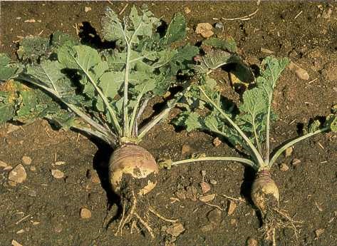 Le rutabaga atteint de la virose à droite a moins de feuilles qui sont aussi plus petites, et une racine plus petite que le plant sain à gauche.