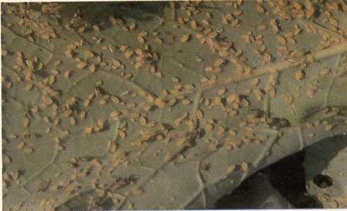 Pucerons verts du pêcher sur la face inférieure d'une feuille de rutabaga. Ce puceron est commun et compte parmi les nombreuses espèces à pouvoir transmettre la maladie. Les pucerons sont les seuls à transmettre le virus.