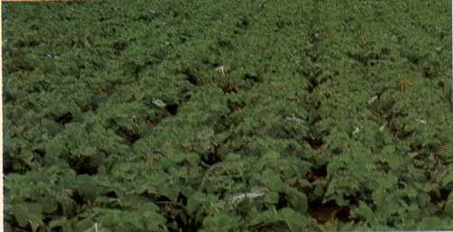 Champ de rutabagas sains pulvérisé hebdomadairement avec une solution d'huile 1 % pour les protéger de l'infection du virus de la mosaïque du navet.