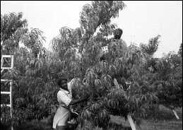 Tree fruit production