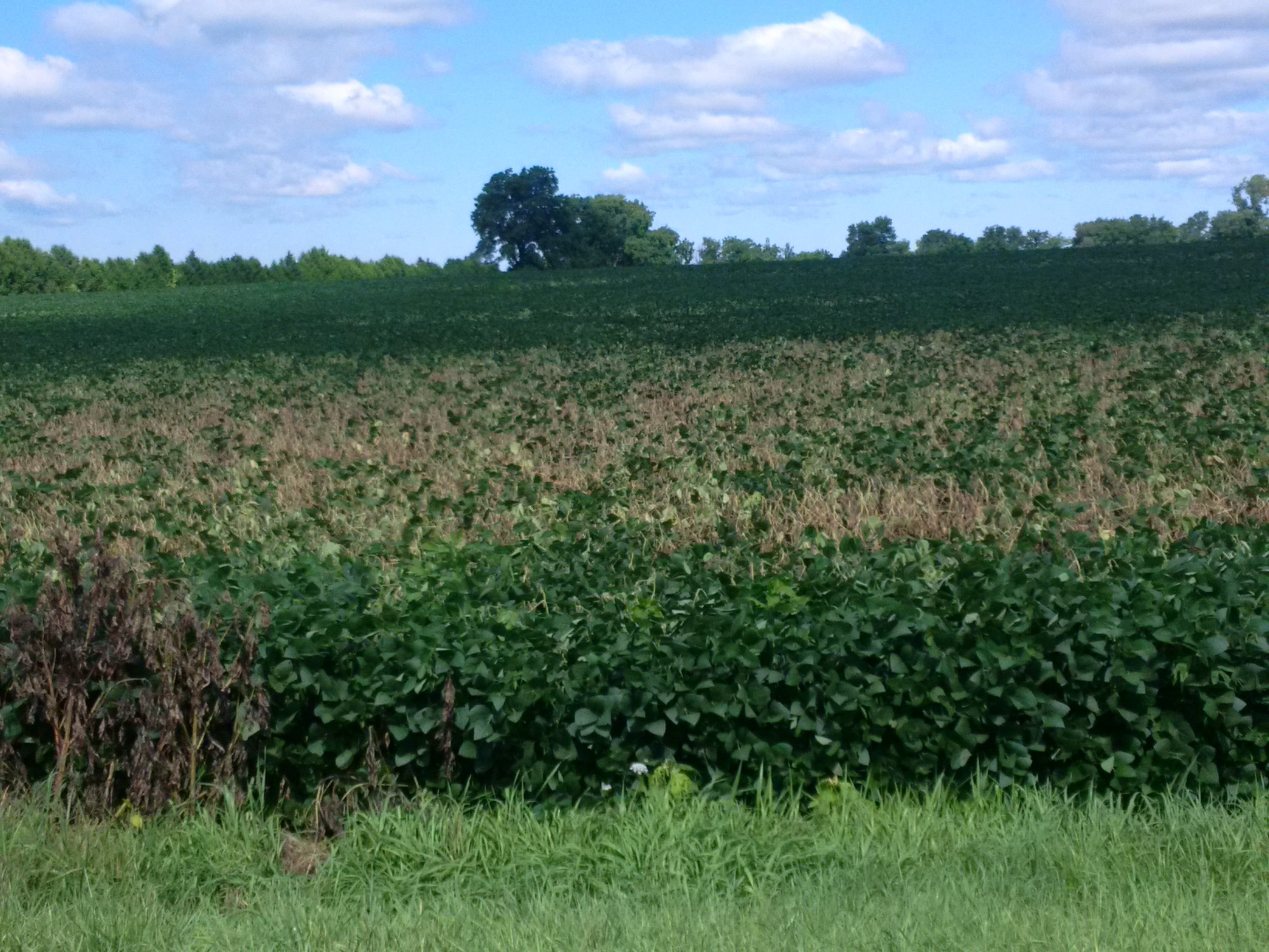 A soybean field in August showing significant white mould damage.