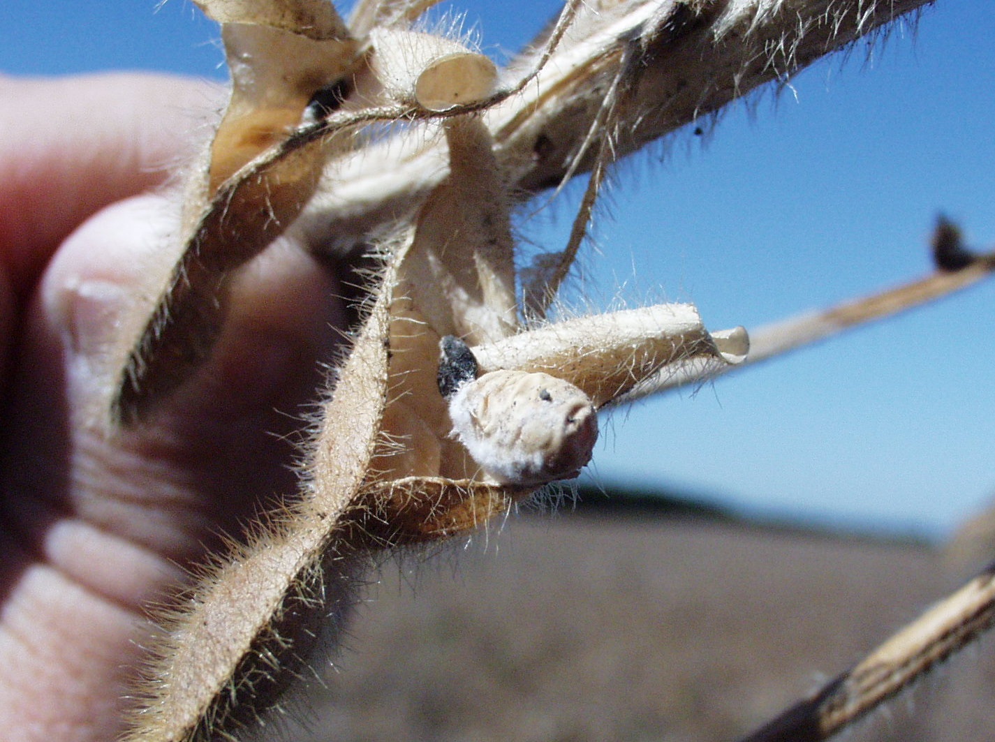 Selerotia pod the black sclerotia, as seen here attached to a soybean seed within the pod, which when re-introduced to the soil will start its life cycle all over again.