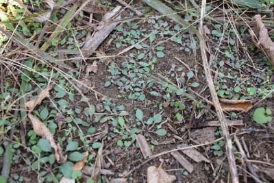 A small seedling fleabane plant in mid-September.