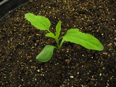 A 2 leaf giant ragweed seeding.