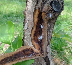 Aerial colonies of woolly apple aphid overwinter as eggs in bark cracks and crevices.