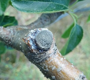 Woolly apple aphid colonies can be first observed in June on pruning cuts.