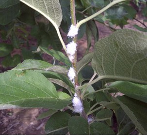 As summer progresses, woolly apple aphid colonies spread to growing twigs and leaf axils of water sprouts.