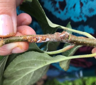 Woolly apple aphid feeding forms knots or galls on succulent growth.