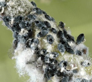 Woolly apple aphid parasitized by Aphelinus mali appear as black mummies.