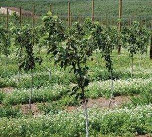 Sweet alyssum planted between rows of apple trees can reduce woolly apple aphid colonies by enhancing natural enemy habitat.