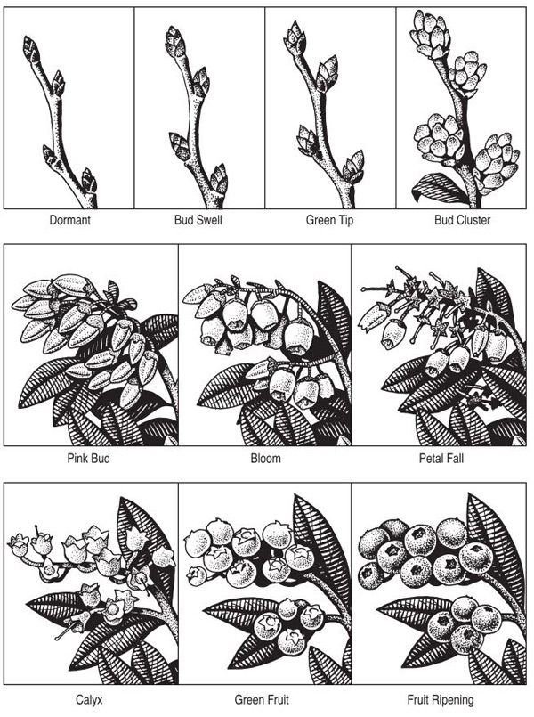 Figure 2 - An illustration of blueberry development at dormant, bud swell, green tip, bud cluster, pink bud, bloom, petal fall, calyx, green fruit and fruit ripening stages. 