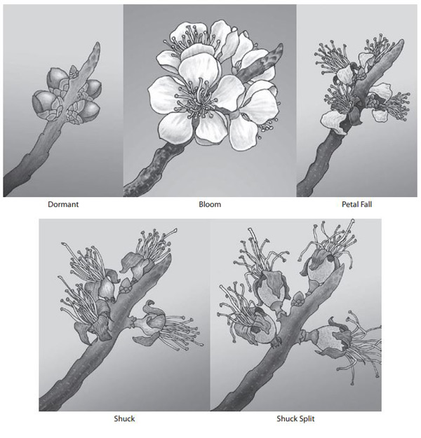 Figure 3 - An illustration of apricot development at dormant, bloom, petal fall, shuck and shuck split stages