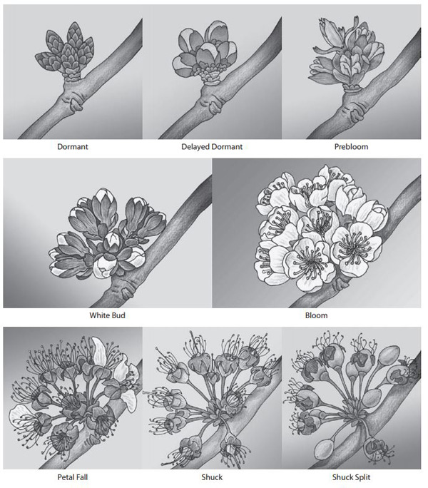 Figure 4 - An illustration of tart and sweet cherry development at dormant, delayed dormant, prebloom, white bud, full bloom, petal fall, shuck and shuck split stages. 