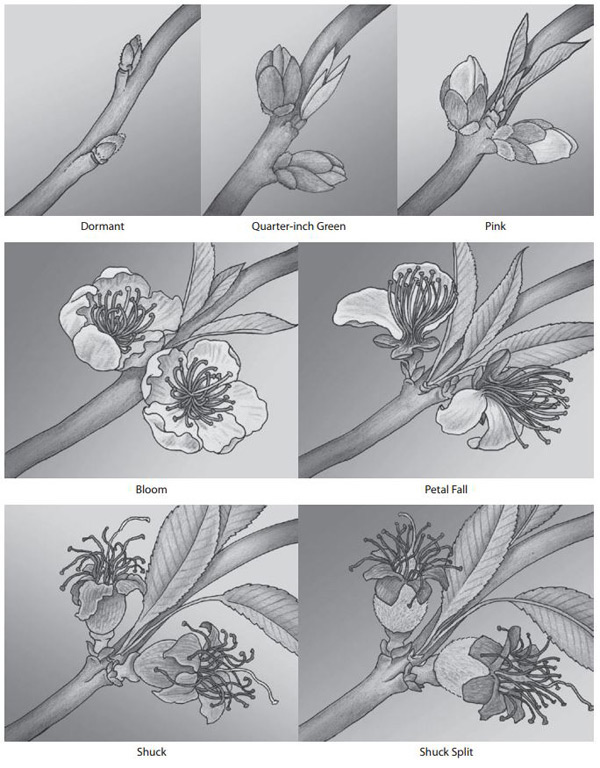 Figure 4 - An illustration of tart and sweet cherry development at dormant, delayed dormant, prebloom, white bud, full bloom, petal fall, shuck and shuck split stages. 