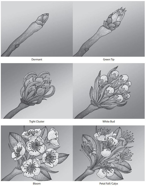 Figure 6 - An illustration of pear development at dormant, green tip, tight cluster, white bud, full bloom and petal fall stages. 