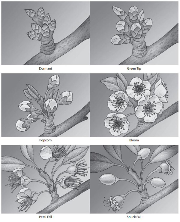 Figure 7 - An illustration of plum and prune development at dormant, green tip, popcorn, full bloom, petal fall and shuck fall stages. 