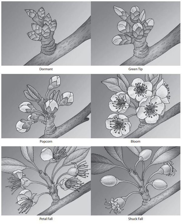 Figure 7 - An illustration of plum and prune development at dormant, green tip, popcorn, full bloom, petal fall and shuck fall stages. 