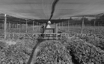 This photograph shows a horizontal boom sprayer performing a ginseng spray application using ARAG hollow cone nozzle assemblies.