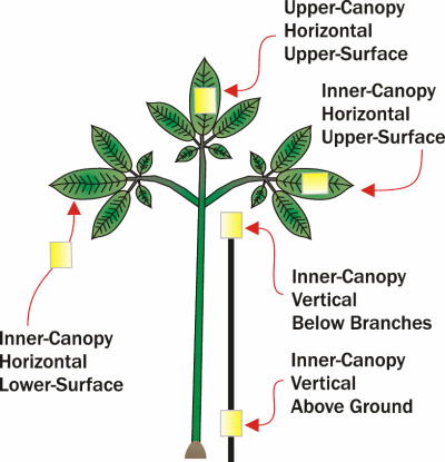 Figure showing the location of water-sensitive targets on ginseng plants. One located on the upper leaf surface of the upper canopy, one on the lower leaf surface of the upper canopy,  one located on the upper leaf surface of the inner canopy, and two wrapped around the stem at ground and prong levels. 