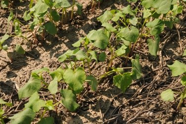 Buckwheat provides rapid ground cover.
