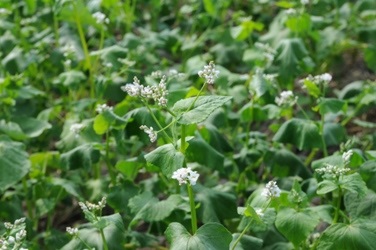Buckwheat flowers are attractive to pollinators.