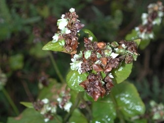 Buckwheat sets seed early, while still actively flowering.