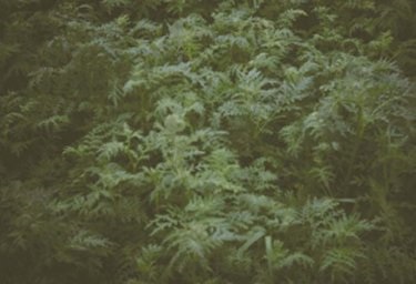 Cover crop of Phacelia.