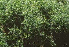 Well established Hairy vetch.