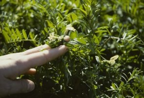 Closeup of Hairy vetch flowers.