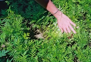 Crop of Marigolds