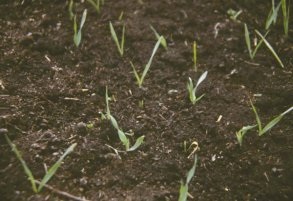 Oat crop just emerging.