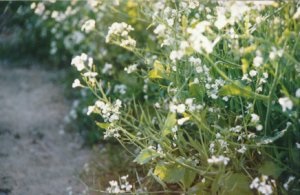 Root System: Thick creamy white tap root, ranges in size – carrot to turnip; moderately aggressive