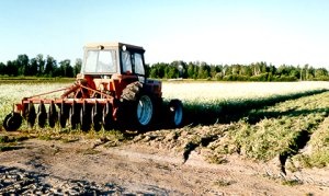 Flowering Oilseed Radish