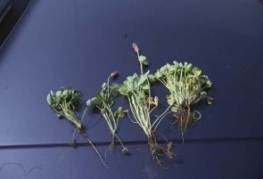 Cover crop of soybeans.