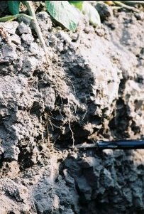 Soybean root system.