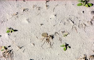 Pearl millet planted in September and killed by an early frost.