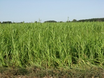 Pearl millet will grow quickly under warm conditions.