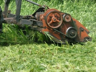 Mowing millet will help to keep the plant vegetative and prevent the residue/stalks from becoming bulky and hard to decompose.