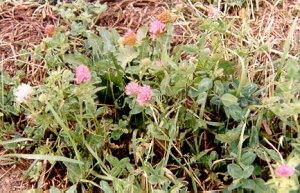 Red clover in flower