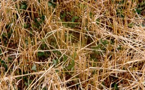 Red clover as a cover crop after wheat