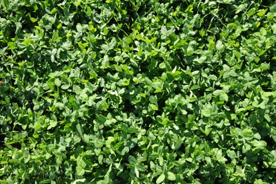 Dense stand red clover.