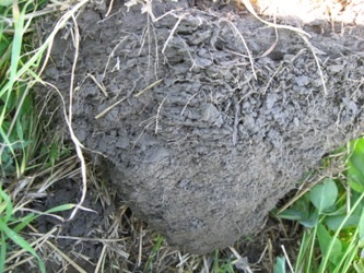 The red clover root system in combination with wheat in rotation builds better soil structure and enhances soil life.