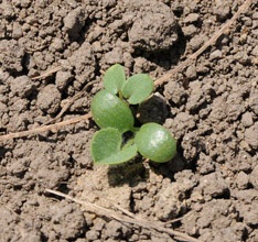The tap root of red clover can grow 60+ cm/year.