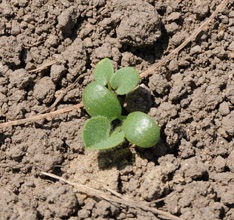 The tap root of Red Clover can grow 60+ cm/year.