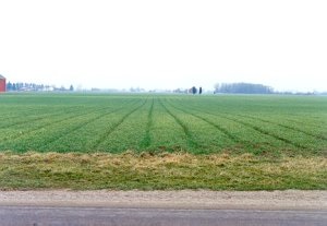 Cover crop of rye.